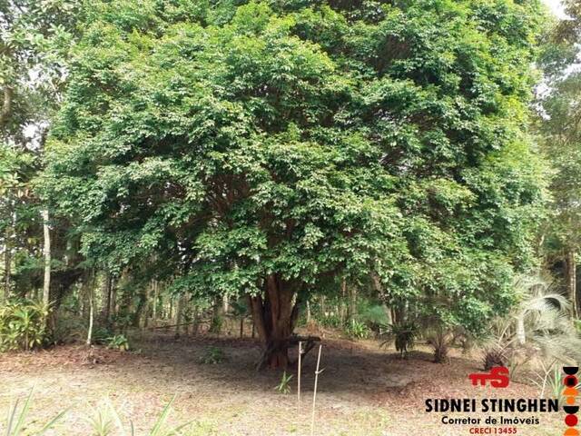 #464 - Chácara para Venda em Balneário Barra do Sul - SC - 3